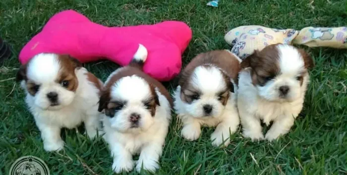 Lindas filhotes de shih tzu