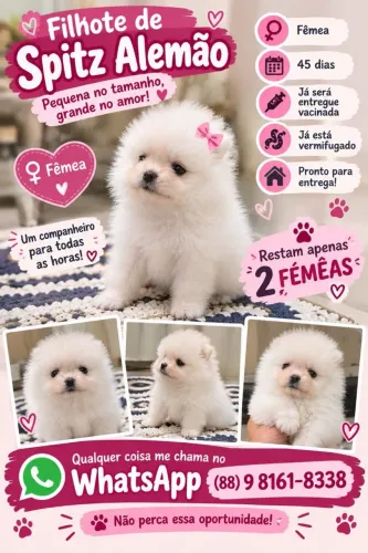 Spitz alemão