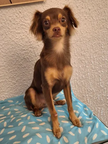 Adote o Pitoko