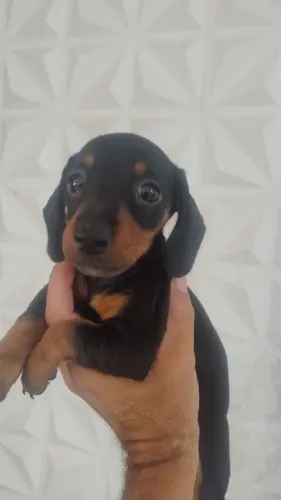 CACHORRINHA SALSICHA FEMEA