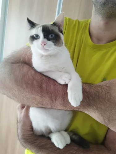 Doa-se gatinha
