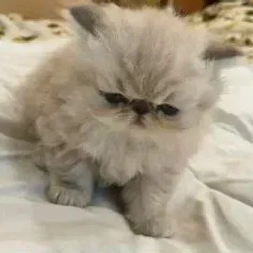 Gato Persa Black Smoke