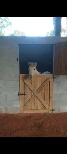 Vendo petiço manso