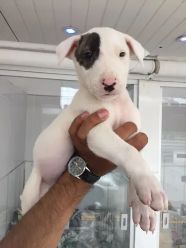 Seu Bull Terrier dos sonhos está aqui ? parcelamos em até 12x sem juros