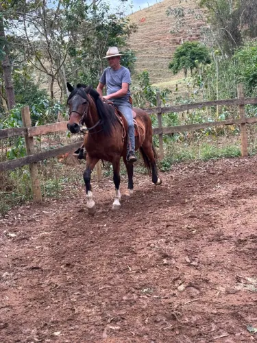 Cavalo Mangalarga Marchador