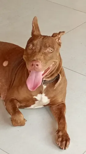 Filhote de Pitbull