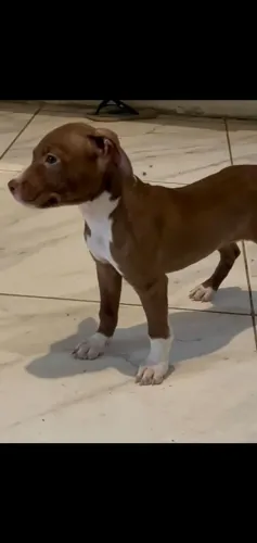 Estou doando um filhote de Pitbull quem tiver interesse chama no PV