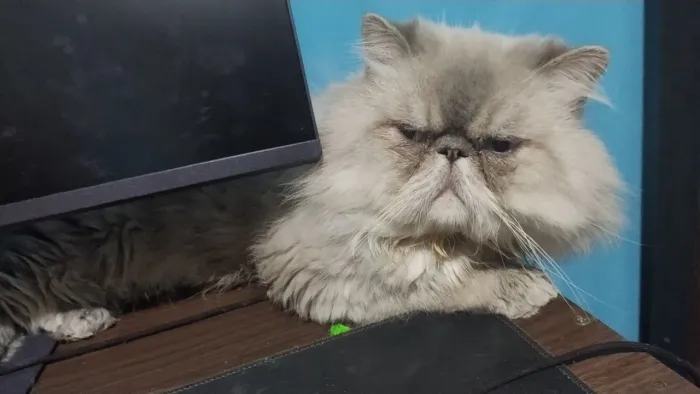 Gato Persa Macho 