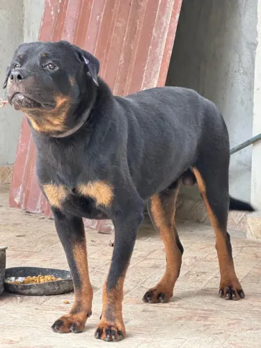 rottweiler macho