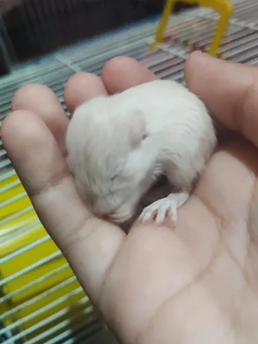 Gerbil Esquilo da Mongólia Hamster roedores Filhotes e adultos na Tijuca RJ 