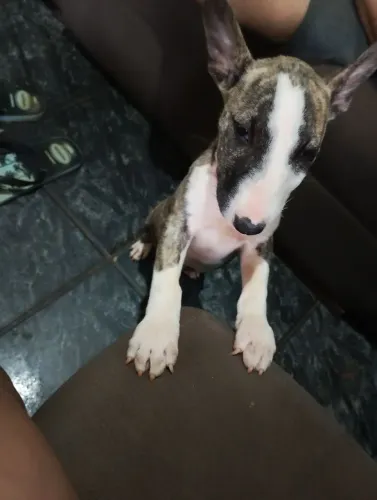 Vendo filhote fêmea de Bull terrier fêmea