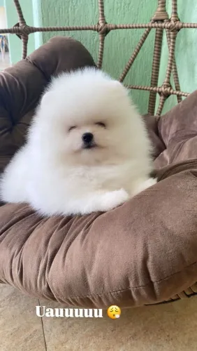 LULU DA POMERÂNIA ursinho
