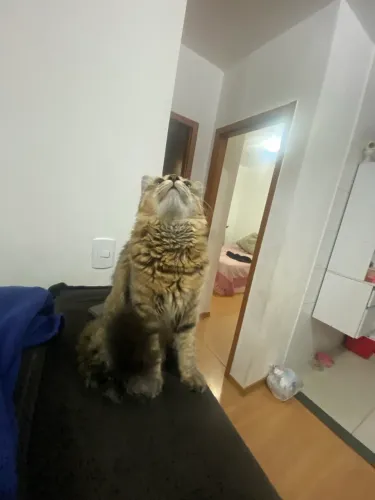 Gato