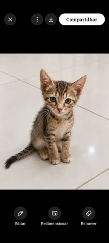 Gatinhos para adoção 