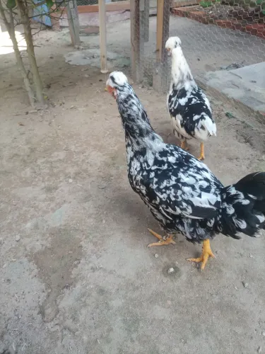 V/ duas lindas frangas da raça gsb original 