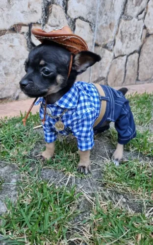 Filhotes de Pinscher/Pincher Totalmente Puros Macho e Fêmea com Garantias