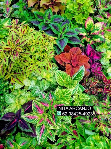 Vendemos plantas ornamentais