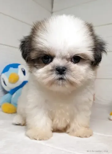Baby ativo e brincalhão Shih tzu/Shitzu