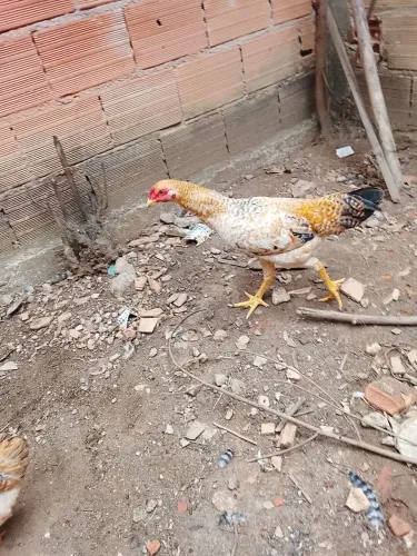 Veda de galinha e frangos