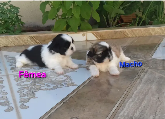 Shih tzu Puros. Pedigree opcional
