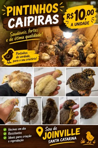 Pintinhos caipiras