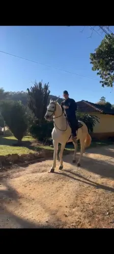 Cavalo lusitano - vendo ou troco