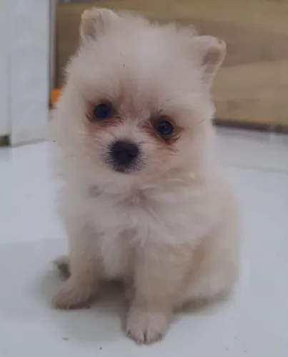 Spitz alemão fêmea