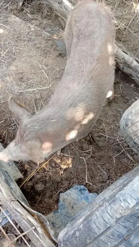 Vendo porcos Caipira BH