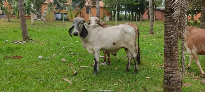 Tourinho GIR LEITEIRO PO 