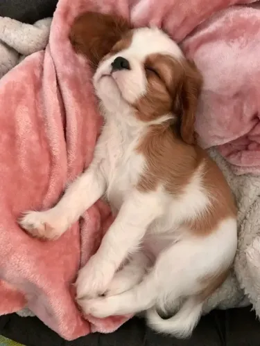 Cavalier King o presente perfeito pra dia dos namorados 