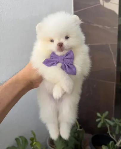 Spitz alemão macho 