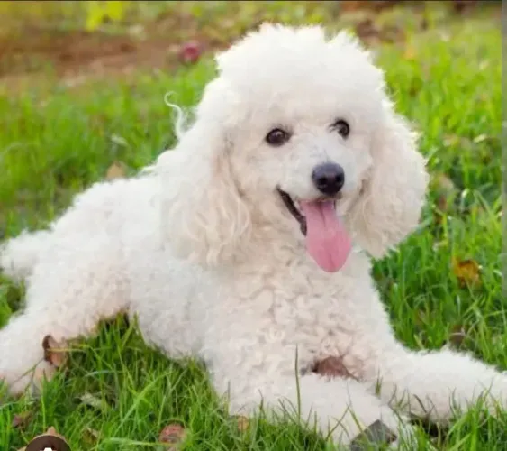 Lindos poodles