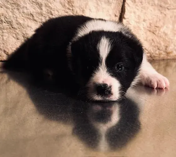 Filhotes de Border Collie | Patinhas que trazem boas energias