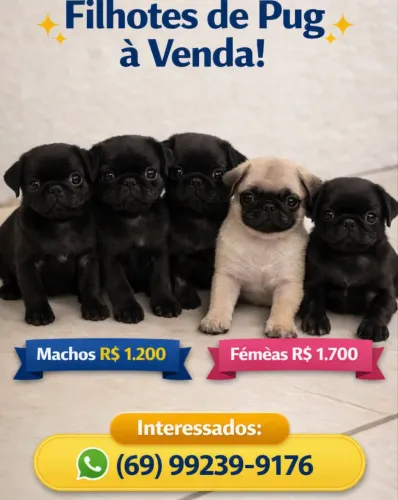 Pug filhote