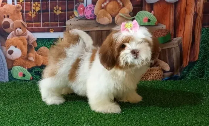 Linda filhote fêmea de shitzu  com 6 meses 