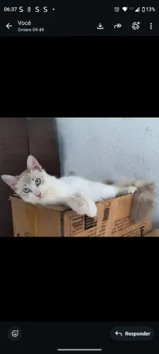 Gatinho desaparececido