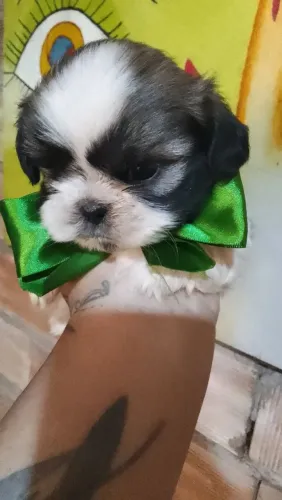 Cachorros pra vender 