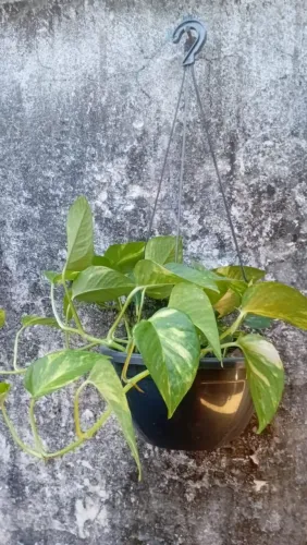 Planta ,jibóia ,na caqueira 40 reais