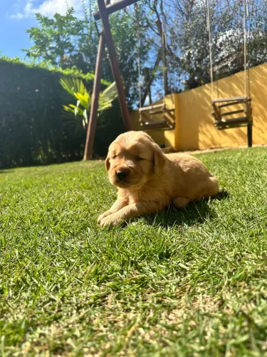 Golden retriever CaSal Disponível