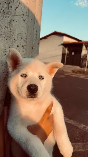 FILHOTE DE HUSKY SIBERIANO ,OLHAR INCRÍVEL
