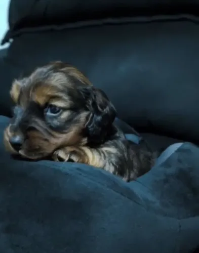 Dachshund 