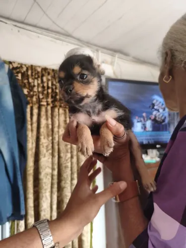 Filhote de York/Pinscher 