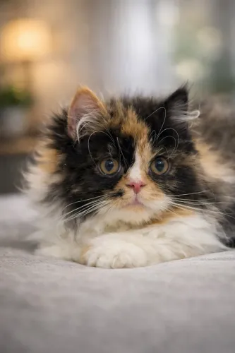 Filhote fêmea de gato persa puro