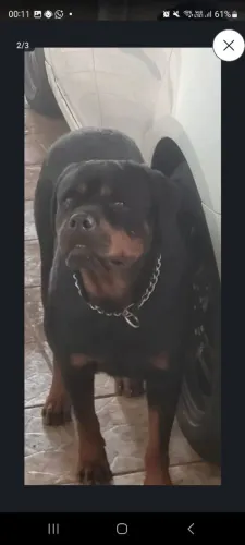 Rottweiller Fêmea 