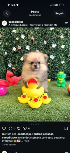 Lulu da Pomerânia Fêmea Anãzinha Baby face 