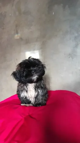 LINDO MACHINHO DE LHASA APSO BEM PEQUENO