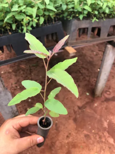 Mudas eucalipto citriodoro cheiroso