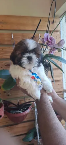 Shitzu macho