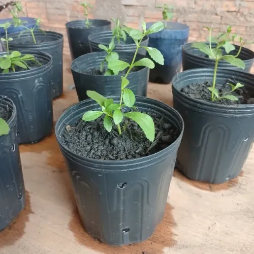 Mudas de Stevia (Adoçante Natural)
