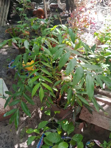 Frutíferas ?